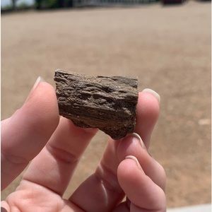 New Mexico Petrified Wood • Ancient Trees • Ancient Petrified Wood Specimen